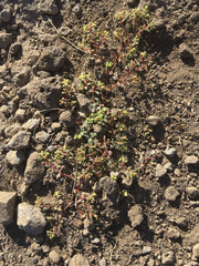 Euphorbia ocellata ocellata