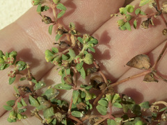 Euphorbia ocellata ocellata