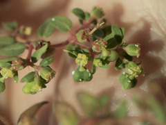 Euphorbia ocellata ocellata