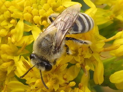 Colletes speculiferus