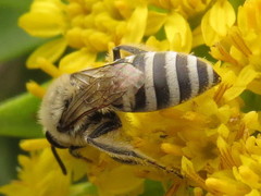 Colletes speculiferus