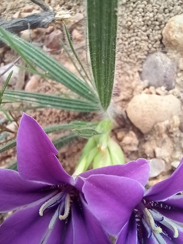 Babiana radiata