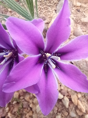 Babiana radiata