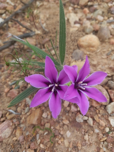 Babiana radiata