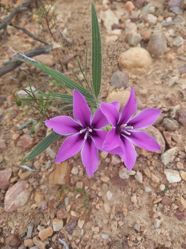 Babiana radiata
