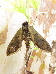 Manduca hannibal hamilcar