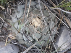 Ariocarpus retusus retusus