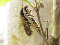 Manduca hannibal hamilcar