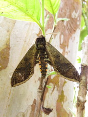 Manduca hannibal hamilcar