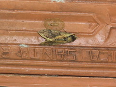 Manduca hannibal hamilcar