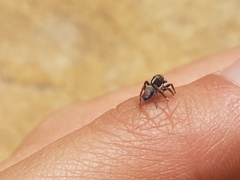 Maratus amabilis