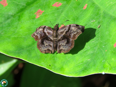 Helias phalaenoides