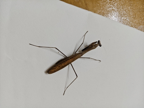 Asian Jumping Mantis