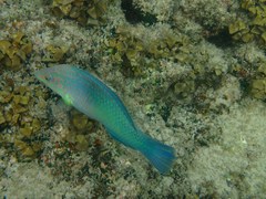 Halichoeres chloropterus