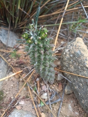 Euphorbia clandestina, photograph (c) Christiaan Viljoen, some rights reserved (CC BY)