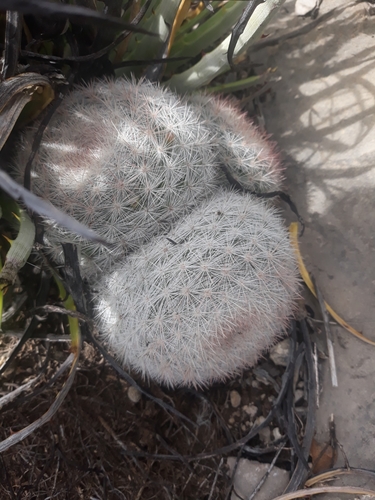 snowball cactus