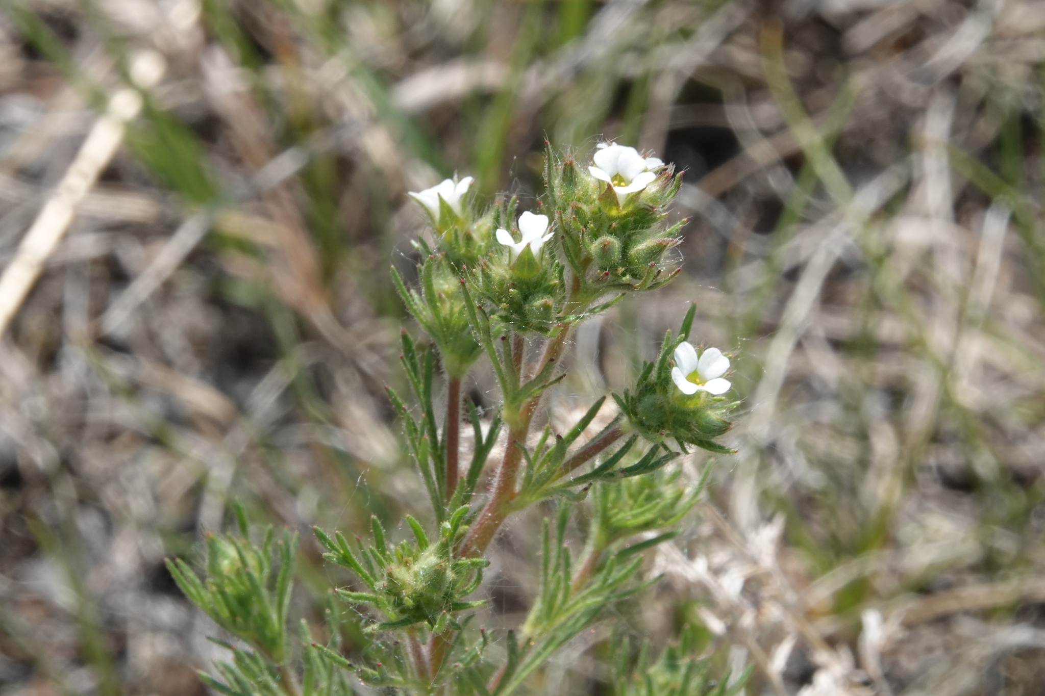 Chamaerhodos erecta