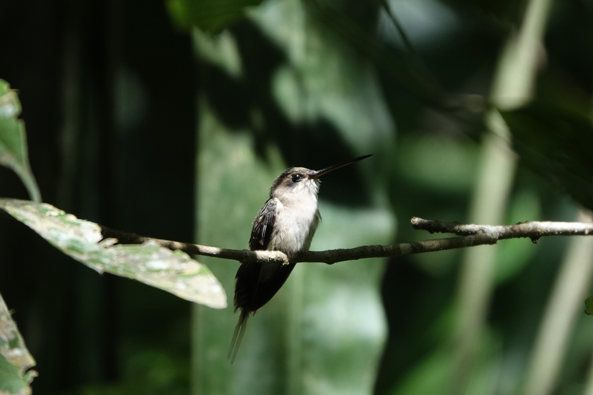 Straight-billed Hermit (Phaethornis bourcieri), photo 2