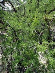 Senegalia occidentalis