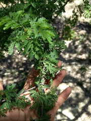 Senegalia occidentalis