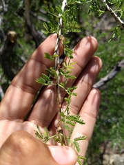 Senegalia occidentalis