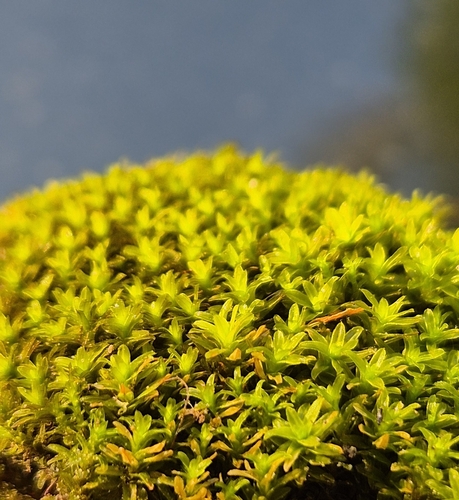 Dialytrichia mucronata observed 2025-08-15