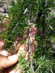 Senegalia occidentalis