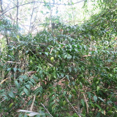 Cansjera leptostachya