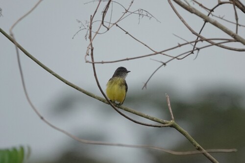 Dusky-chested Flycatcher (Myiozetetes luteiventris), photo 9