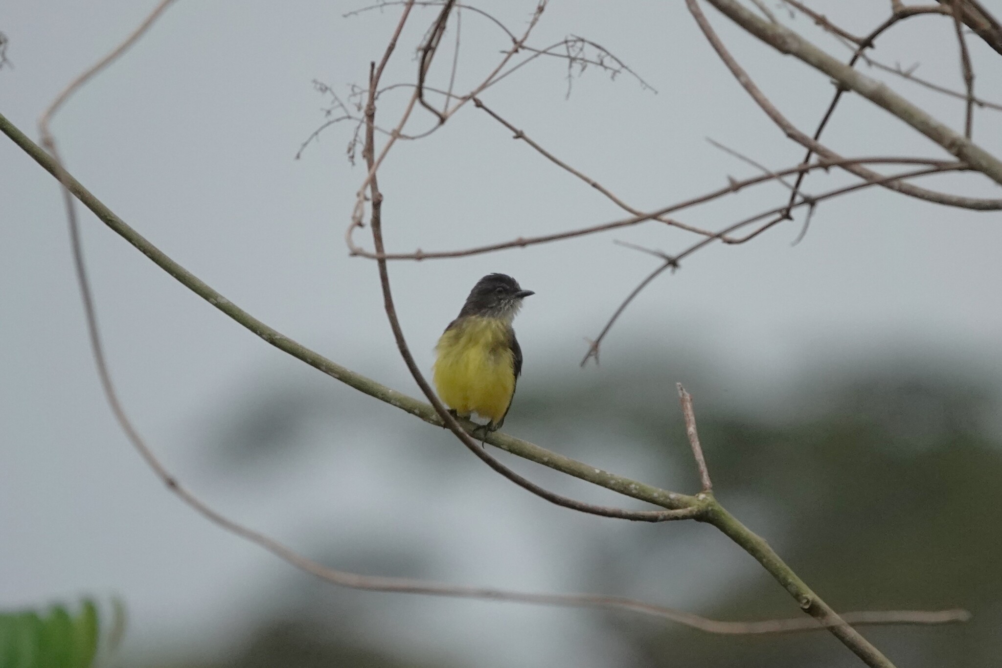 Dusky-chested Flycatcher (Myiozetetes luteiventris), photo 4