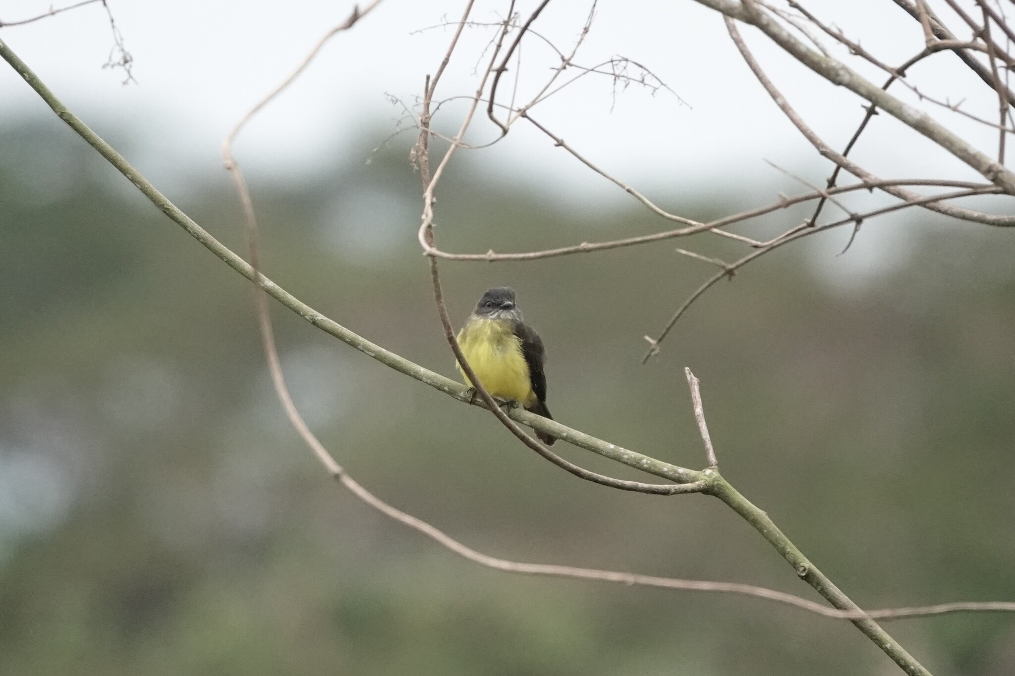 Dusky-chested Flycatcher (Myiozetetes luteiventris), photo 3