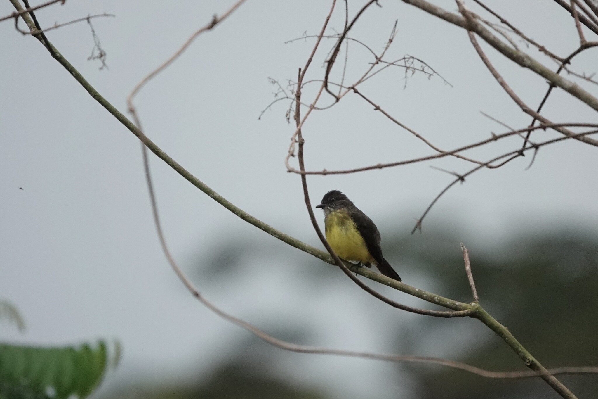 Dusky-chested Flycatcher (Myiozetetes luteiventris), photo 5