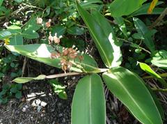 Alpinia koshunensis