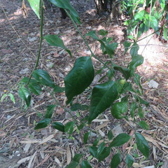 Cansjera leptostachya