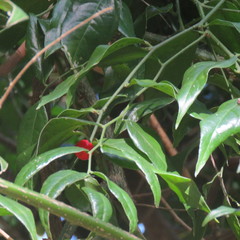 Cansjera leptostachya