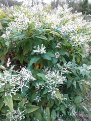 Koenigia polystachya