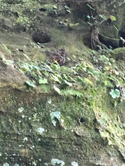 Heuchera missouriensis