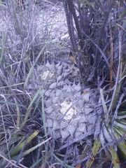 Ariocarpus retusus retusus