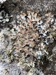 Punctelia stictica