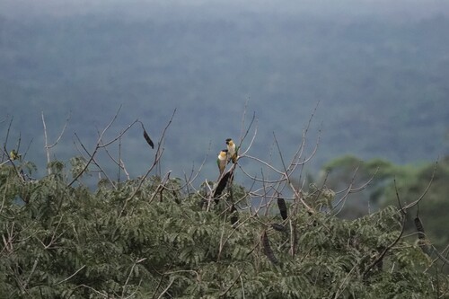 Black-headed Parrot (Pionites melanocephalus), photo 4