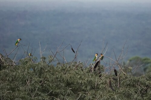 Black-headed Parrot (Pionites melanocephalus), photo 5