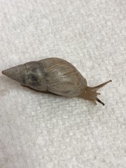 Bulimulus bonariensis