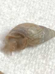 Bulimulus bonariensis