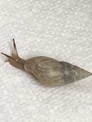 Bulimulus bonariensis