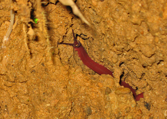 Macroperipatus torquatus