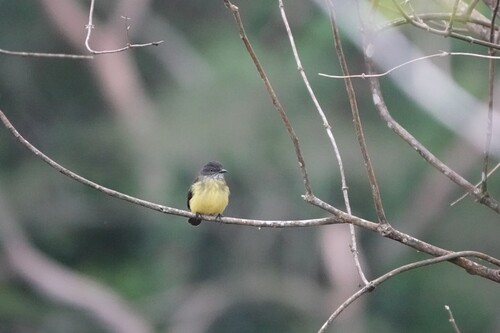 Dusky-chested Flycatcher (Myiozetetes luteiventris)