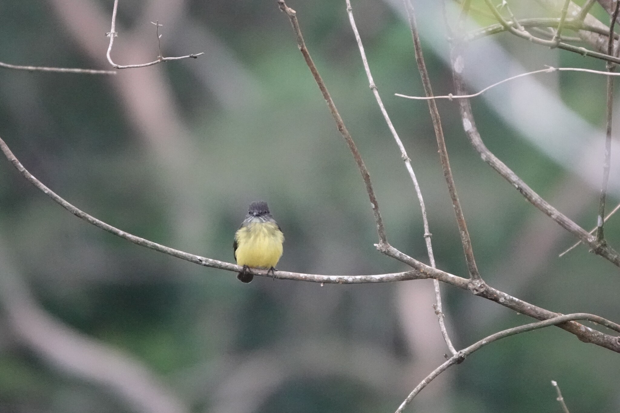 Dusky-chested Flycatcher (Myiozetetes luteiventris), photo 2