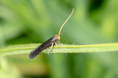 Lecithocera terrigena