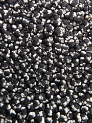 Lecidella carpathica