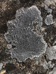 Lecidella carpathica